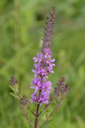 Lythrum salicaria